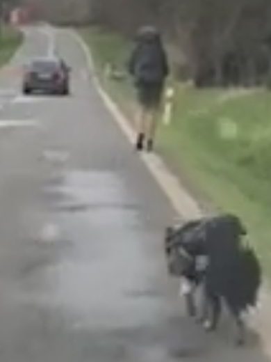 Fifinka s batohom – dokumentácia stavu fenky