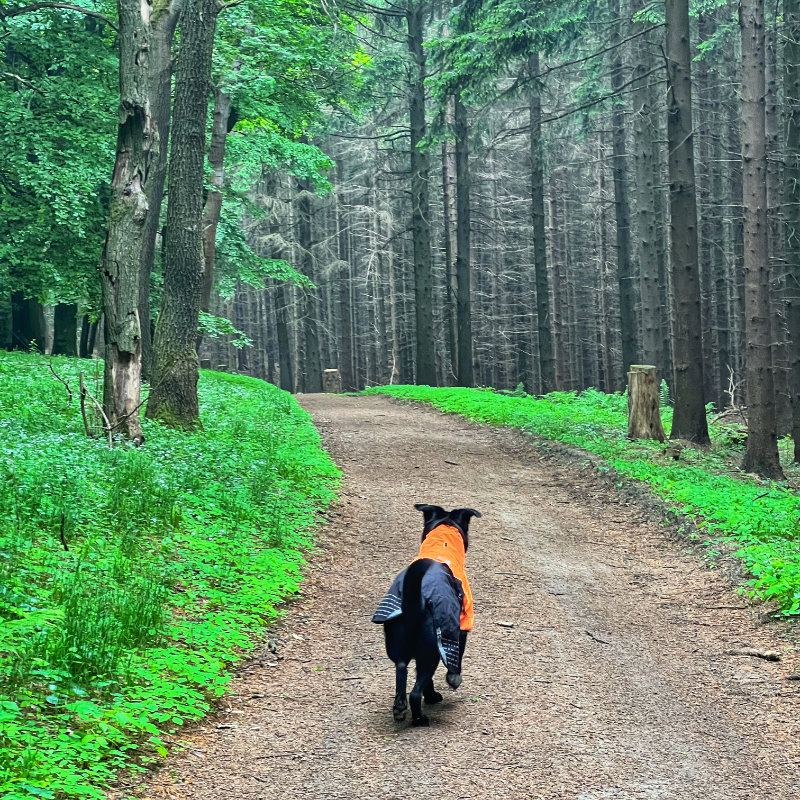 Výstup na chatu Vyškovec v daždi