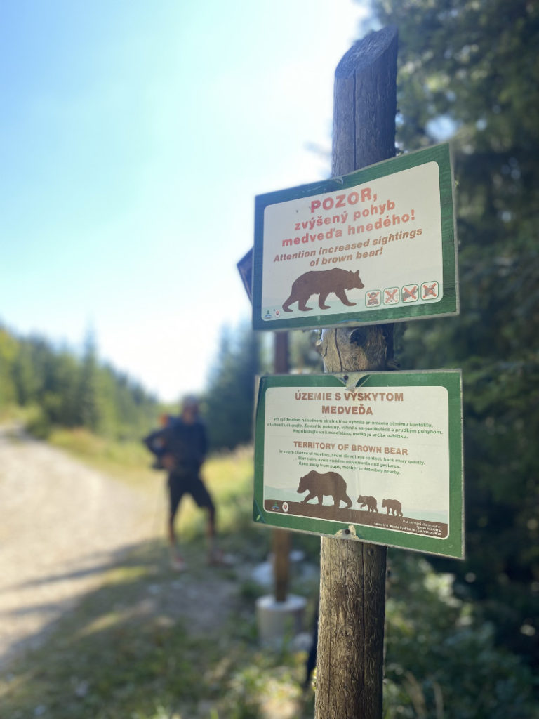 Medveď v máji – pozor na Ceste SNP