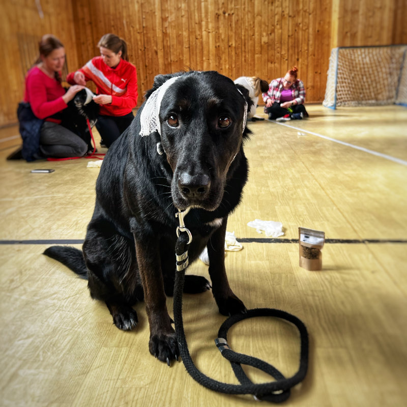 Hektor pri nácviku prvej pomoci