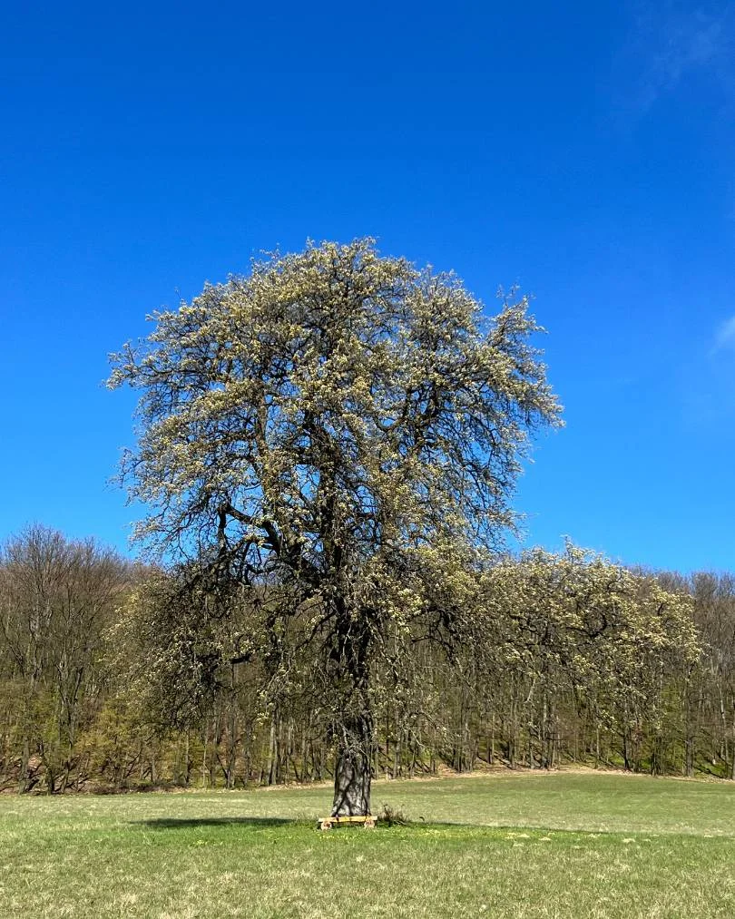 Strom – marec 2024